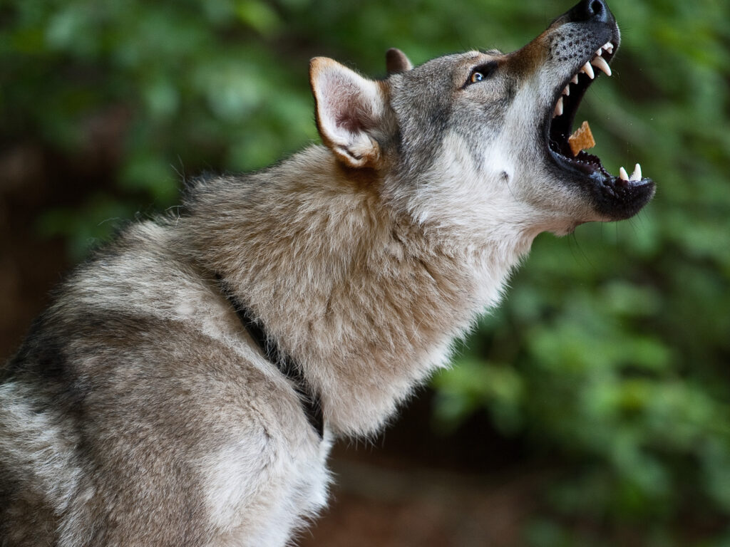 Wolf-Dog Hybrids