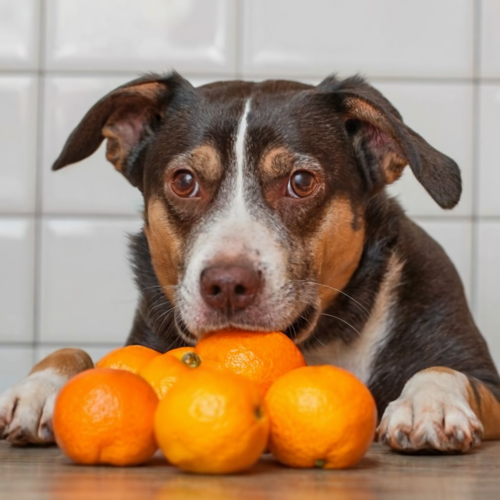 Can Dogs Eat Oranges: What You Need To Know