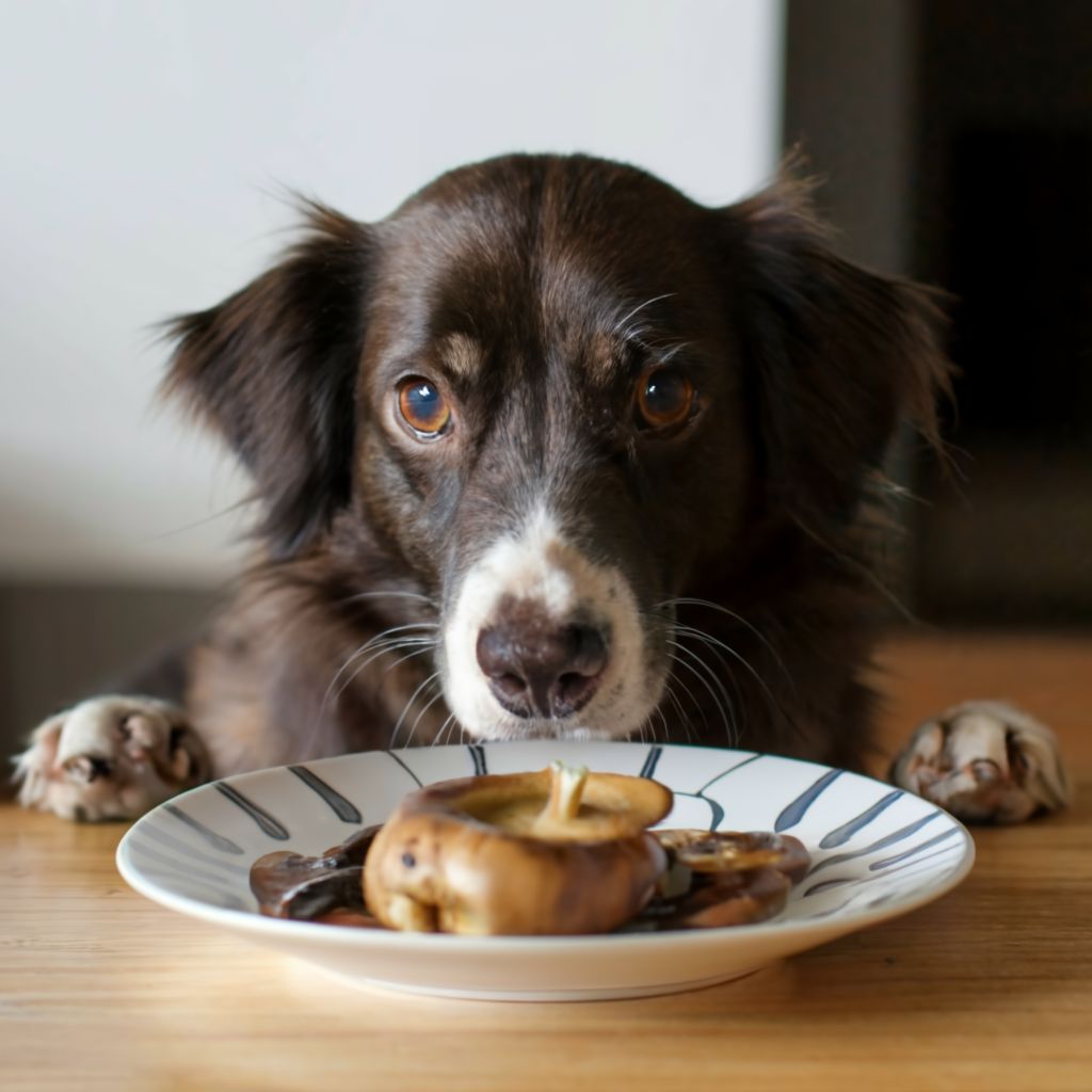 Can Dogs Eat Mushrooms: What You Need to Know?