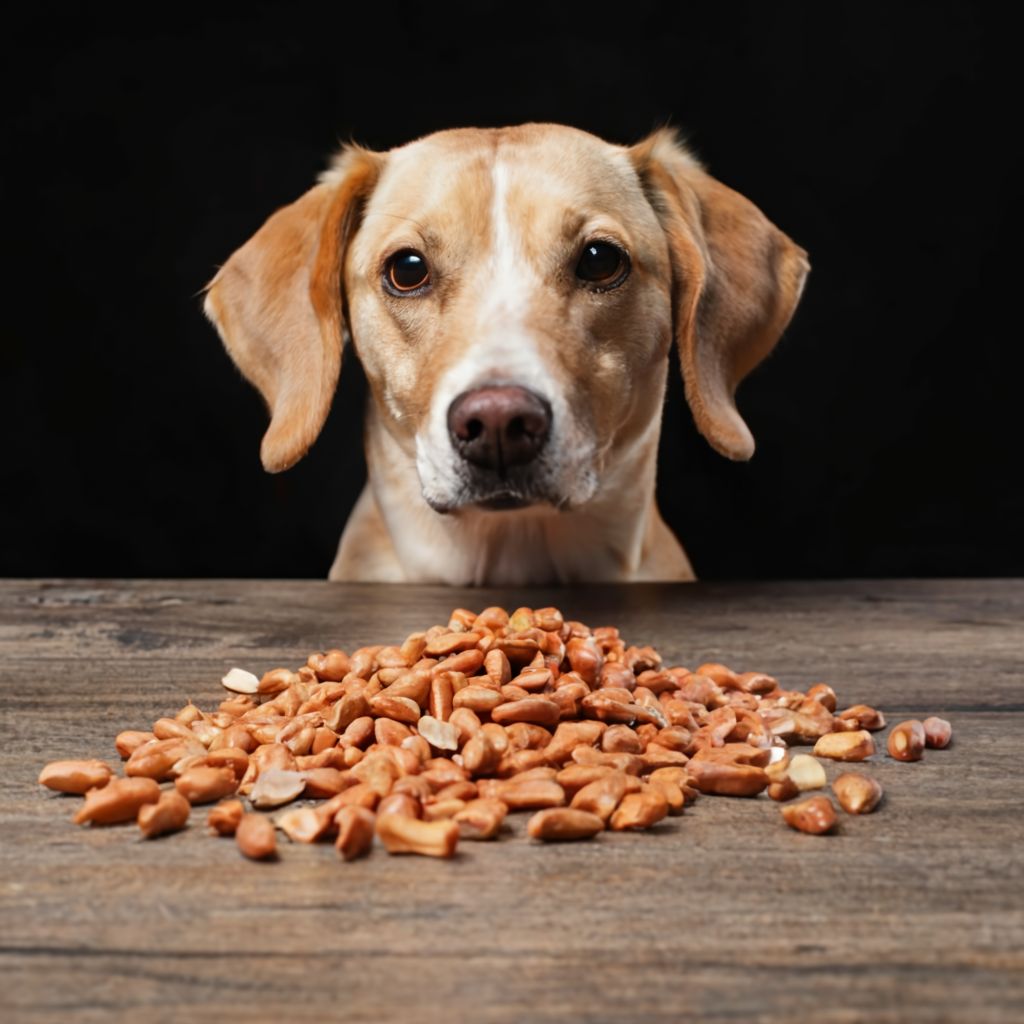 Can Dogs Eat Peanuts Safely: Tips and Guidelines