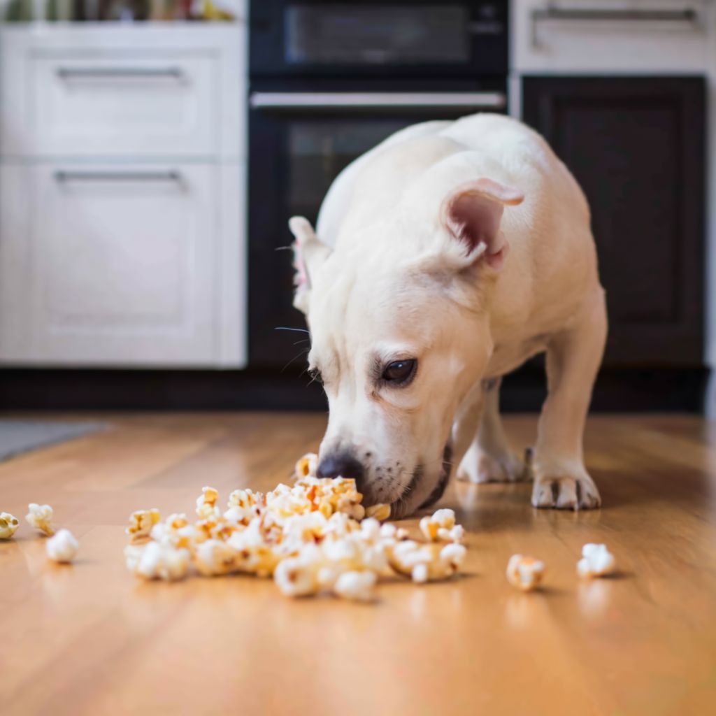 How much popcorn can I give my dog as a treat?