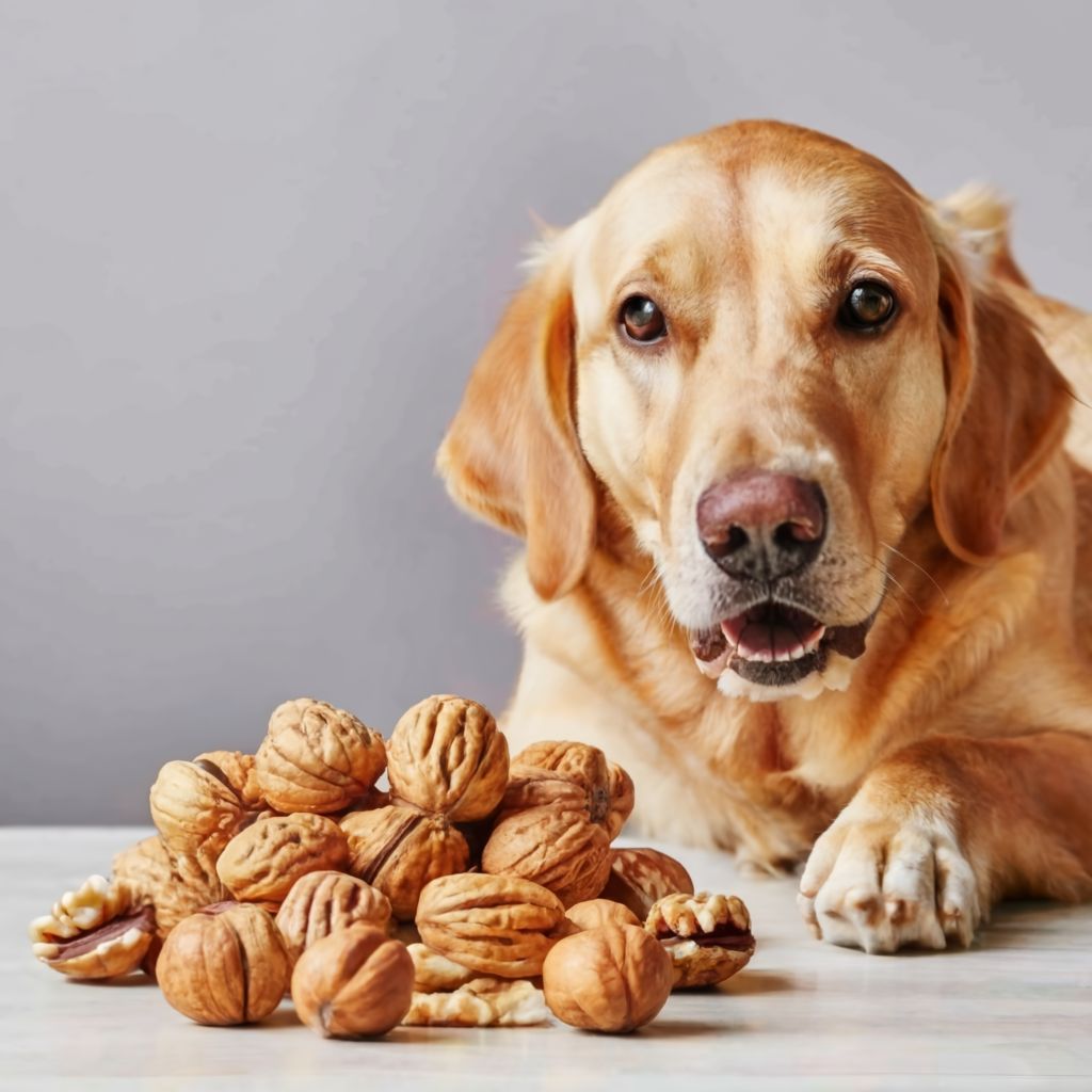 Can Dogs Eat Walnuts?